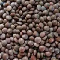 Masoor Whole/Sabut- Indian Brown Lentils