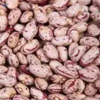 Rajma Chitra -  Pinto Beans