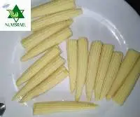 Canned whole baby corn for wholesale