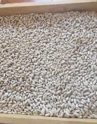 White Kidney Bean