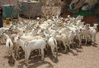 Live Goats [Adult]
