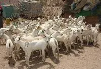 Live Goats [Adult]