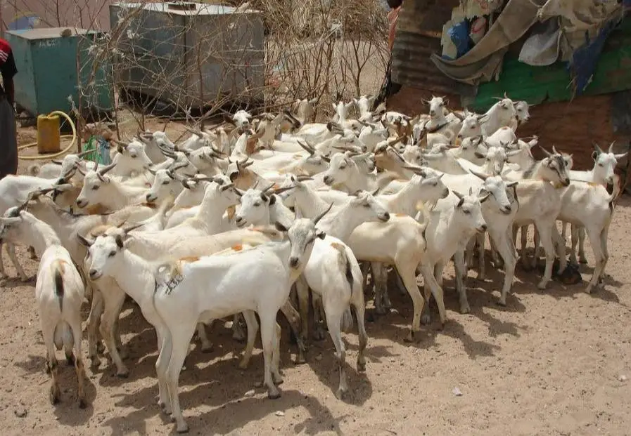 Live Goats [Adult]