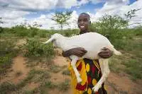 Live Goats [Young]