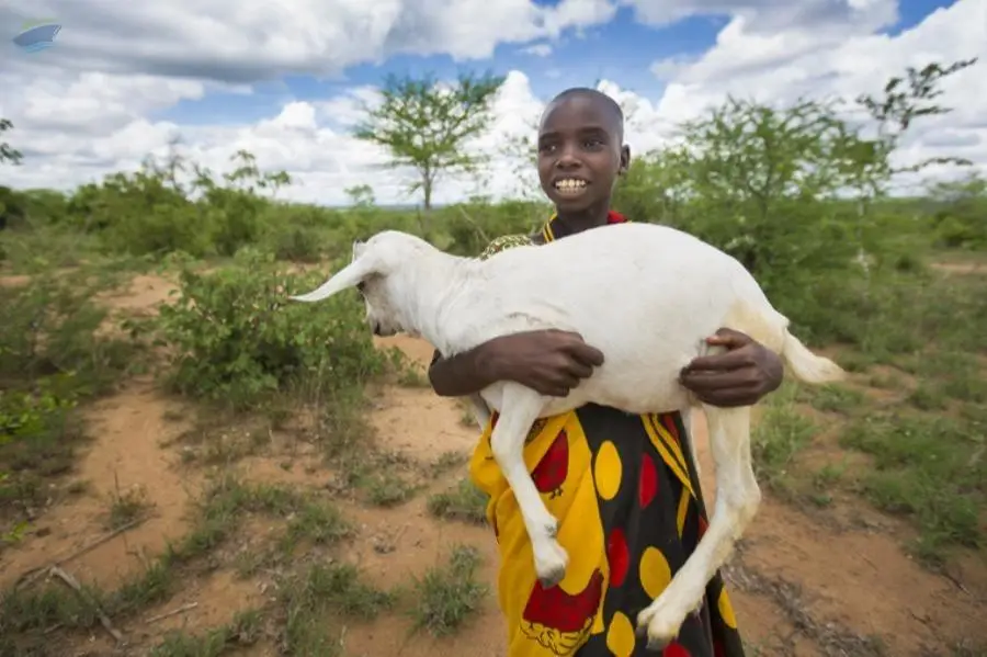 Live Goats [Young]
