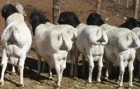 Droper Sheep [adult]