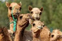 Live Camel [Young]