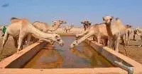 Camel [adult]