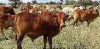 Live Cattle [Young]