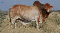 Live Cattle [Adult]