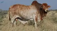 Live Cattle [Adult]