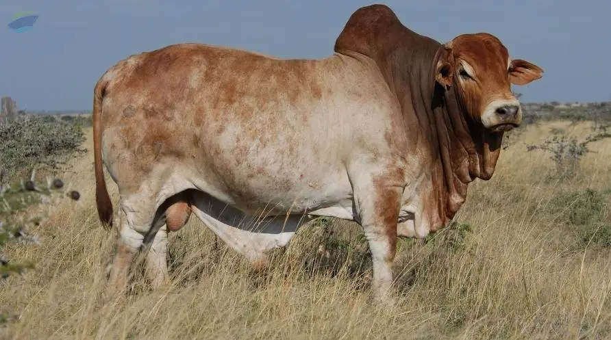 Live Cattle [Adult]