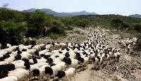 Live Sheep [Young]