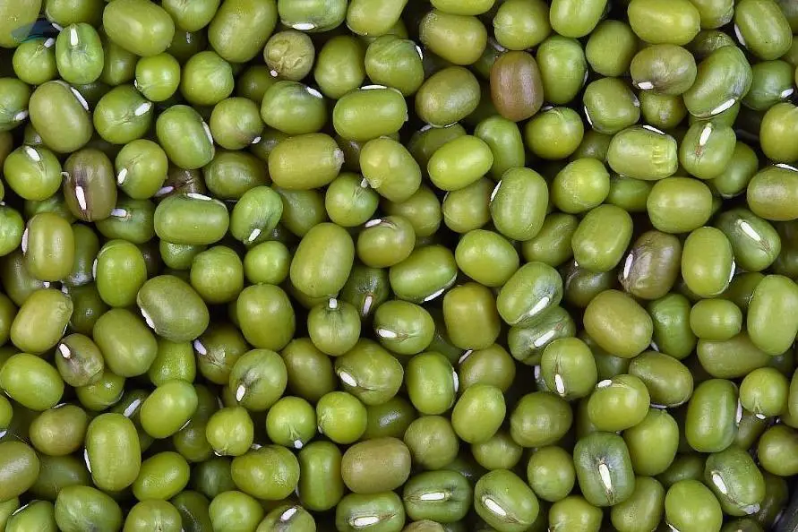 Green Mung Bean