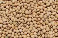 Soybean