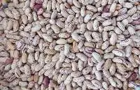 White Gray Speckled Bean