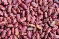 Red White Speckled Bean