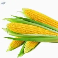 Yellow Corn