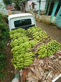 Cavendish Banana Leaf