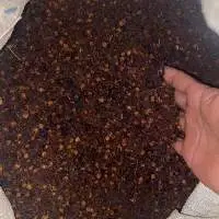 Cloves