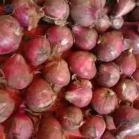 Shallot