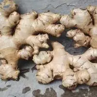 Fresh Ginger