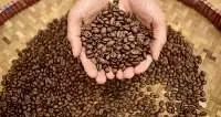 Robusta Green Bean Coffee  Lampung