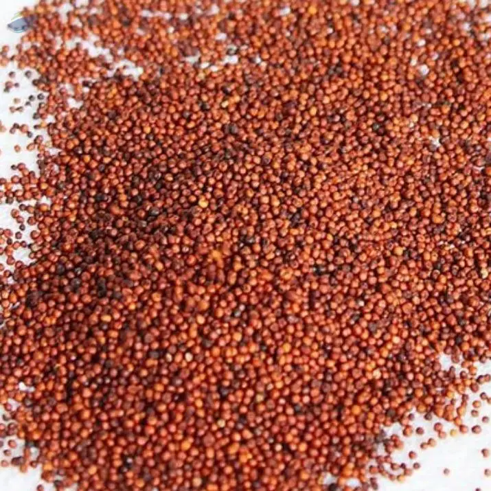 Finger Millet