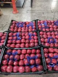 Red Apple