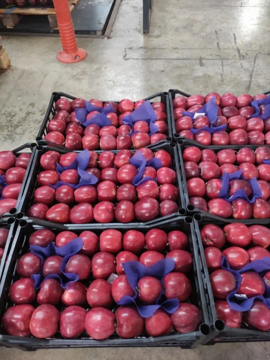 Red Apple