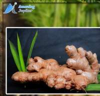 Ginger