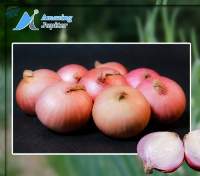Onion