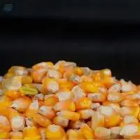 Corn/ Maize