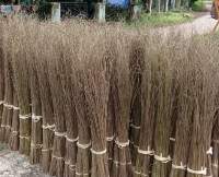 Palm Broomstick