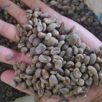 Gayo Arabica And Robusta Coffee Bean