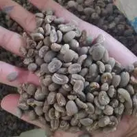 Gayo Arabica And Robusta Coffee Bean