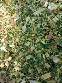 Corn Silage