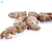 Red Ginger Indonesia Origin Factory Wholesale