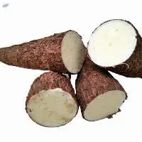 Best Quality Fresh Cassava  