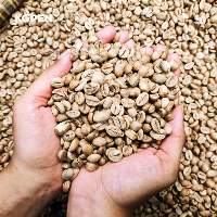 Java Robusta Grade 1 Green Coffee Beans