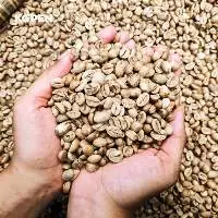 Java Robusta Grade 1 Green Coffee Beans