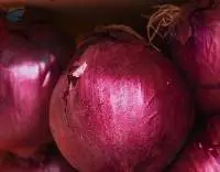 Onion