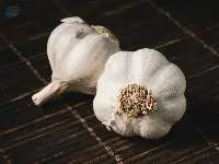 Garlic