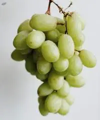 Grapes