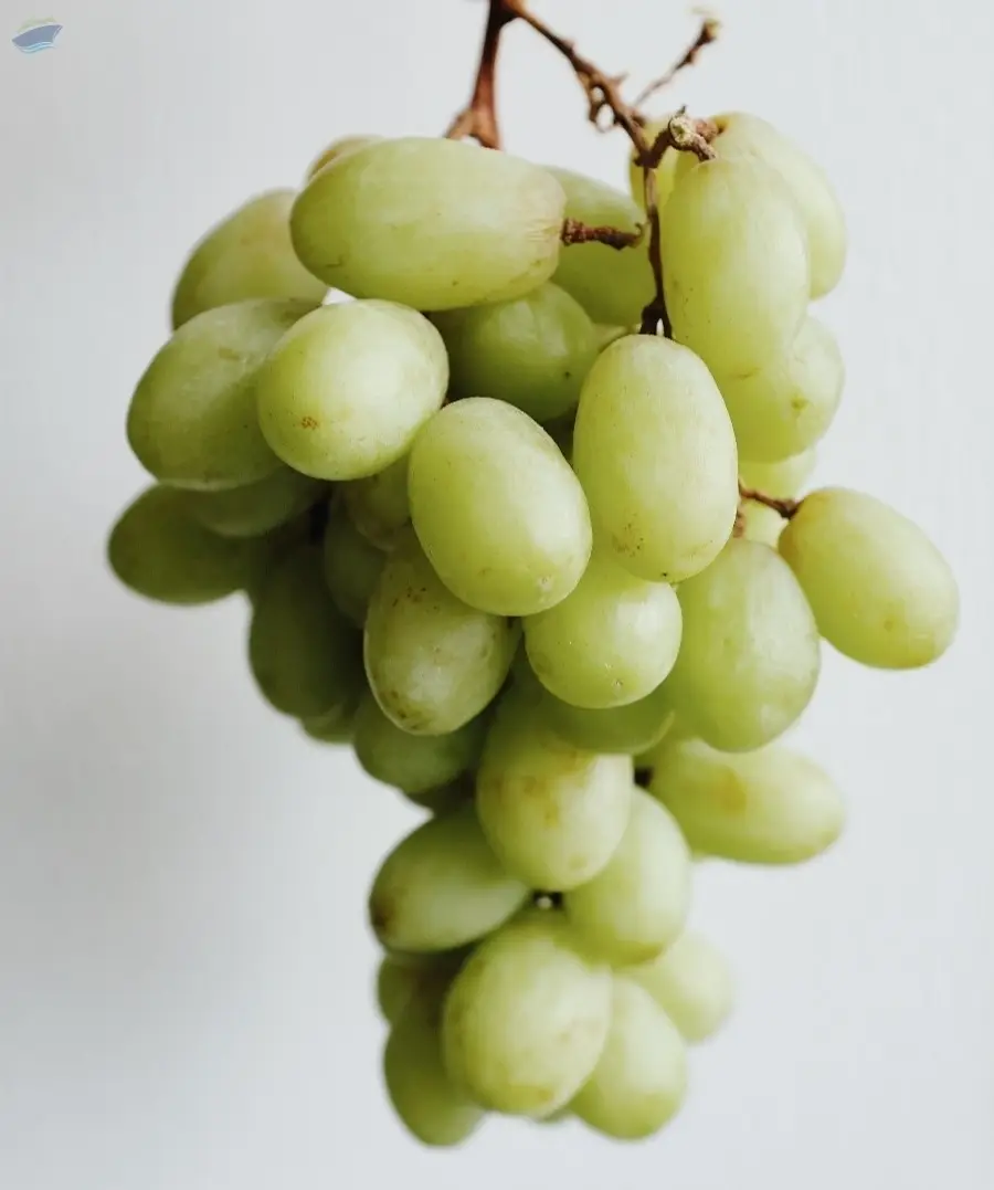 Grapes