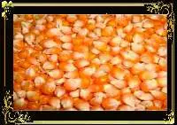 Corn Animal Feed