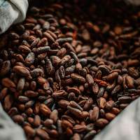 Cocoa / Cacao