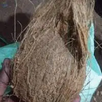 Fresh Mature Coconut