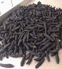 Dried And Frozen Sea Cucumber