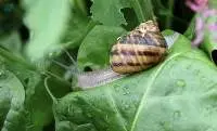 Alive Snails